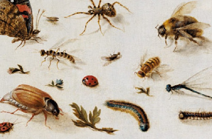Sbírky obrazů o hmyzu a studie insektu od známych umělců