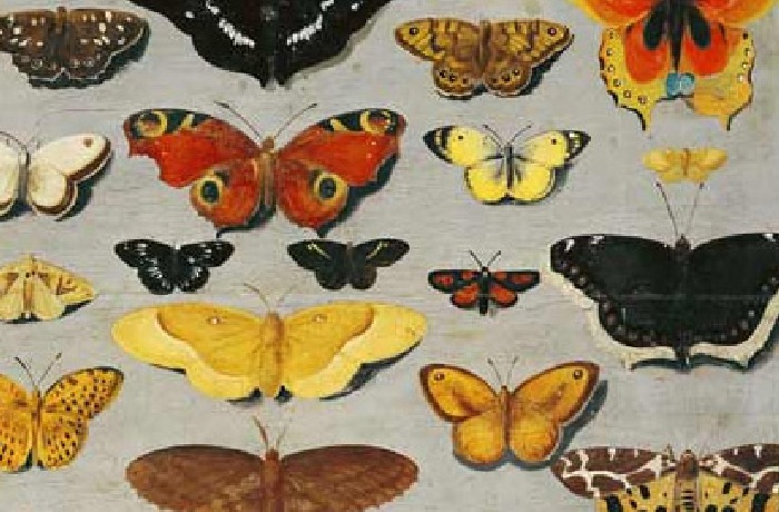 Sbírka obrazů motýlů od známých umělců jakož i studie motýlů,