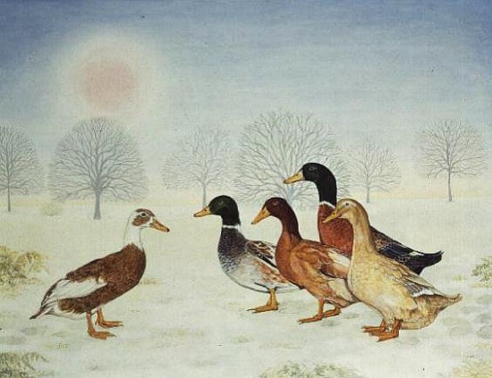 Winter-Ducks od Ditz 