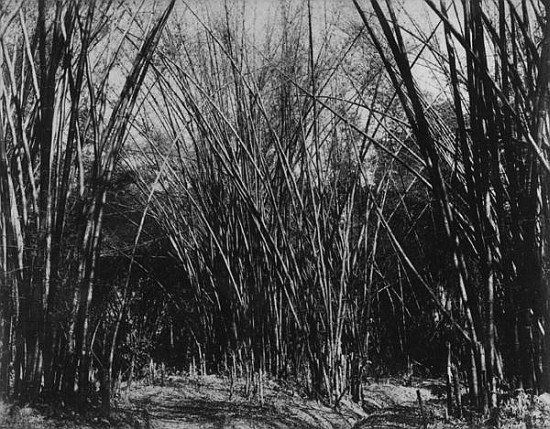 Bamboo Clump, Trinidad, c.1891 od English Photographer
