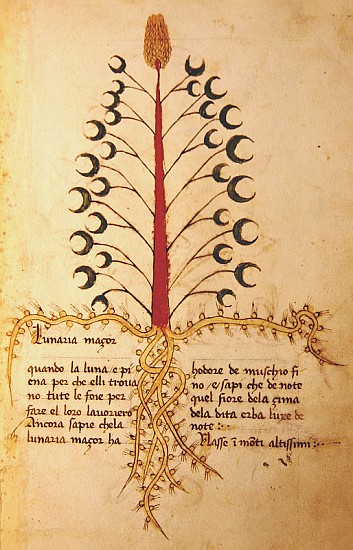 Ms 1591 Fol.13r Herba Lunaria Maggiore od Italian School