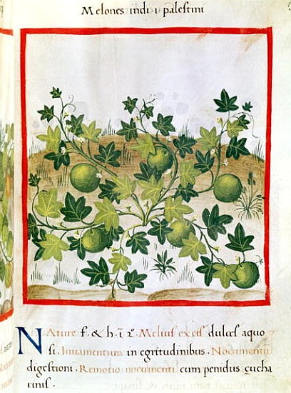 Ms 3054 fol.20 Melons, from ''Tacuinum Sanitatis'' od Italian School