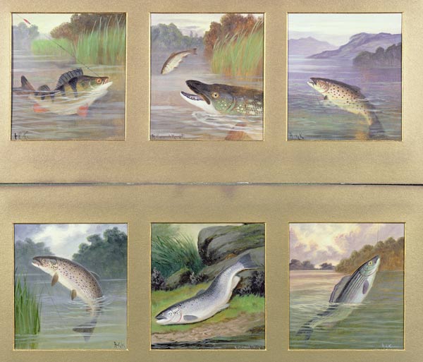 Selection of Fish Paintings od A. Roland Knight