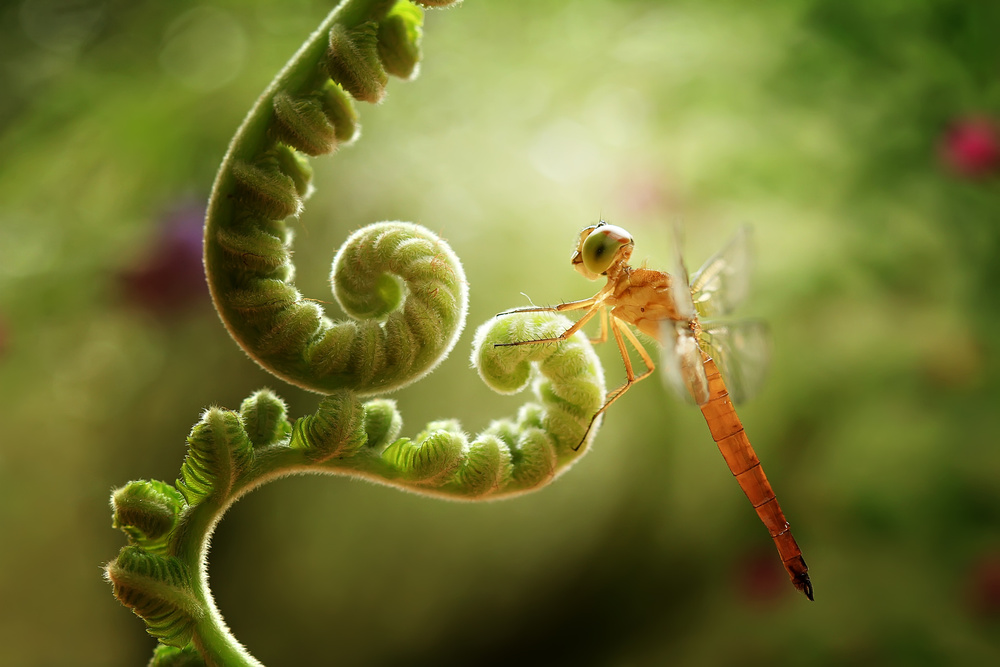 Ferns and Dragonflies od Abdul Gapur Dayak