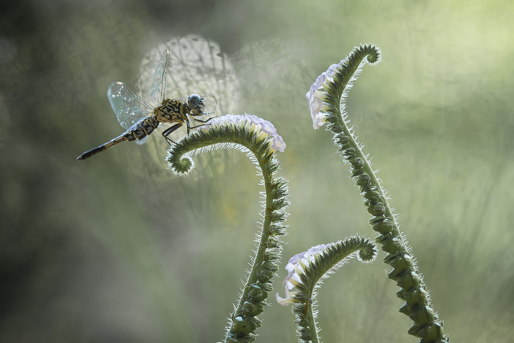 Dragonfly and Wildflowers od Abdul Gapur Dayak