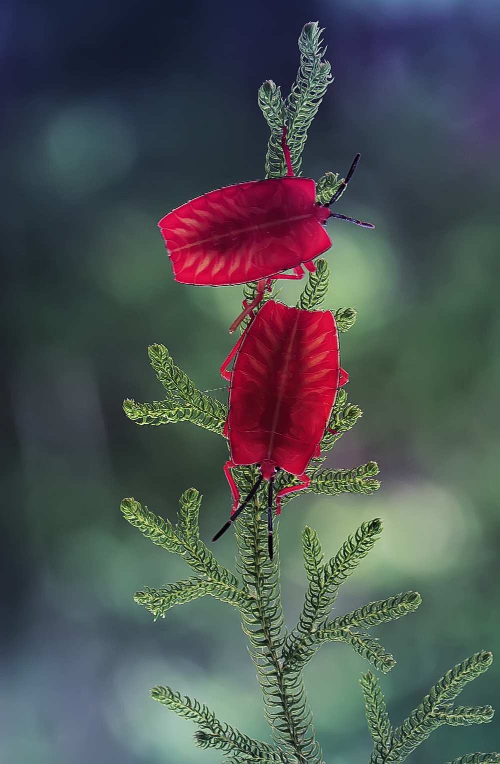 Red Ladybug od Abdul Gapur Dayak