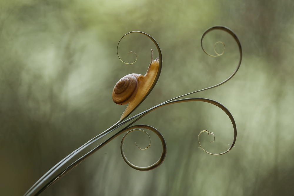 Snail and Leaves od Abdul Gapur Dayak