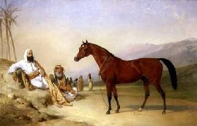 Two Bedouin with a Bay Arab Stallion in the Desert