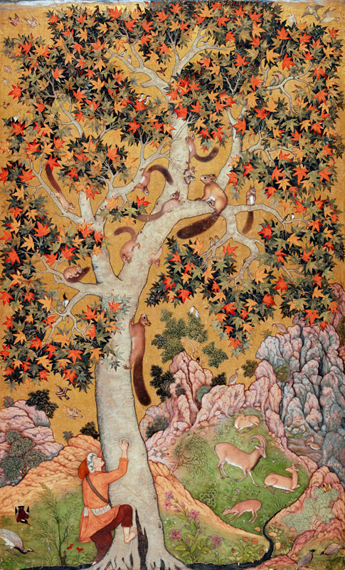 Johnson Album I, No.30 Squirrels on a plane tree, Mughal od Abu'l Hasan