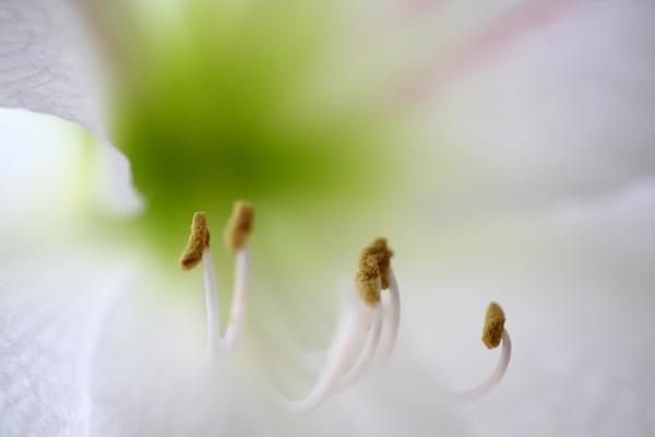 Amaryllisblüte od Achim Schünemann