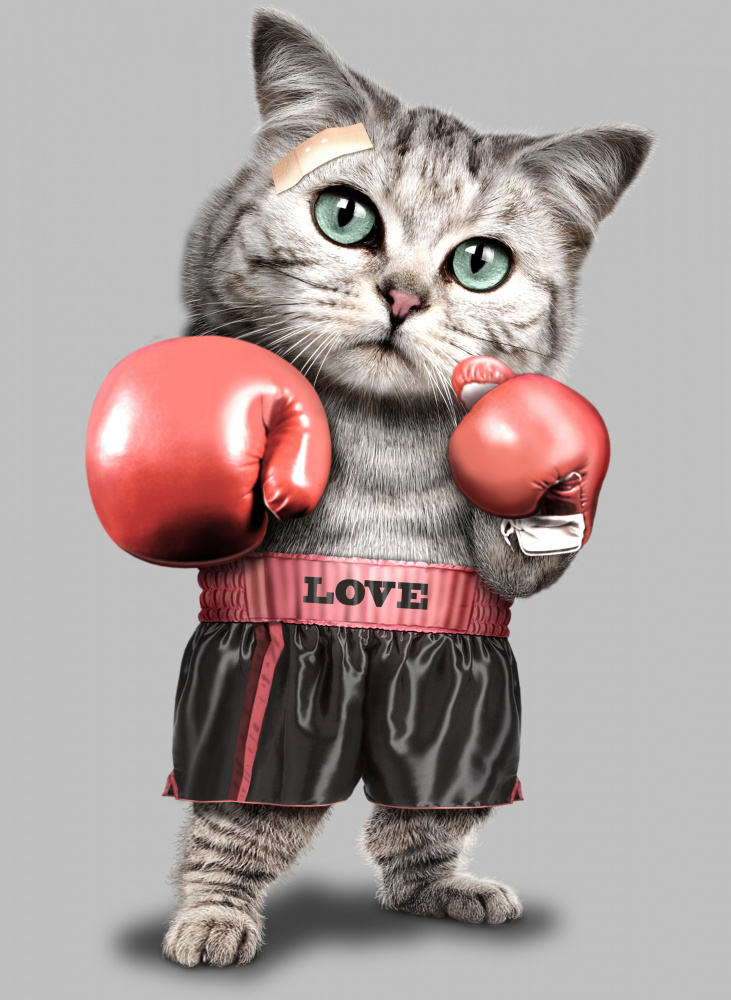 boxing cat od Adam Lawless