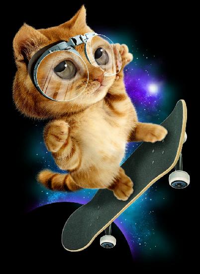 cat on skateboard