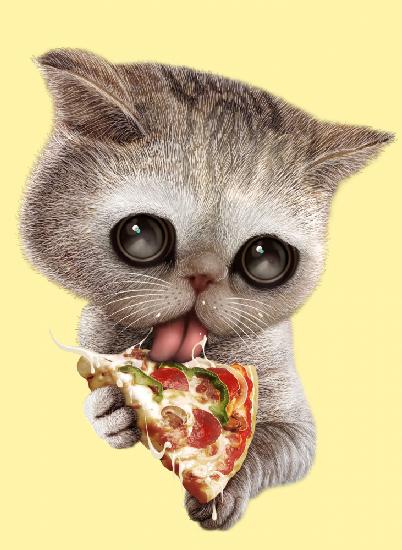 cat loves pizza