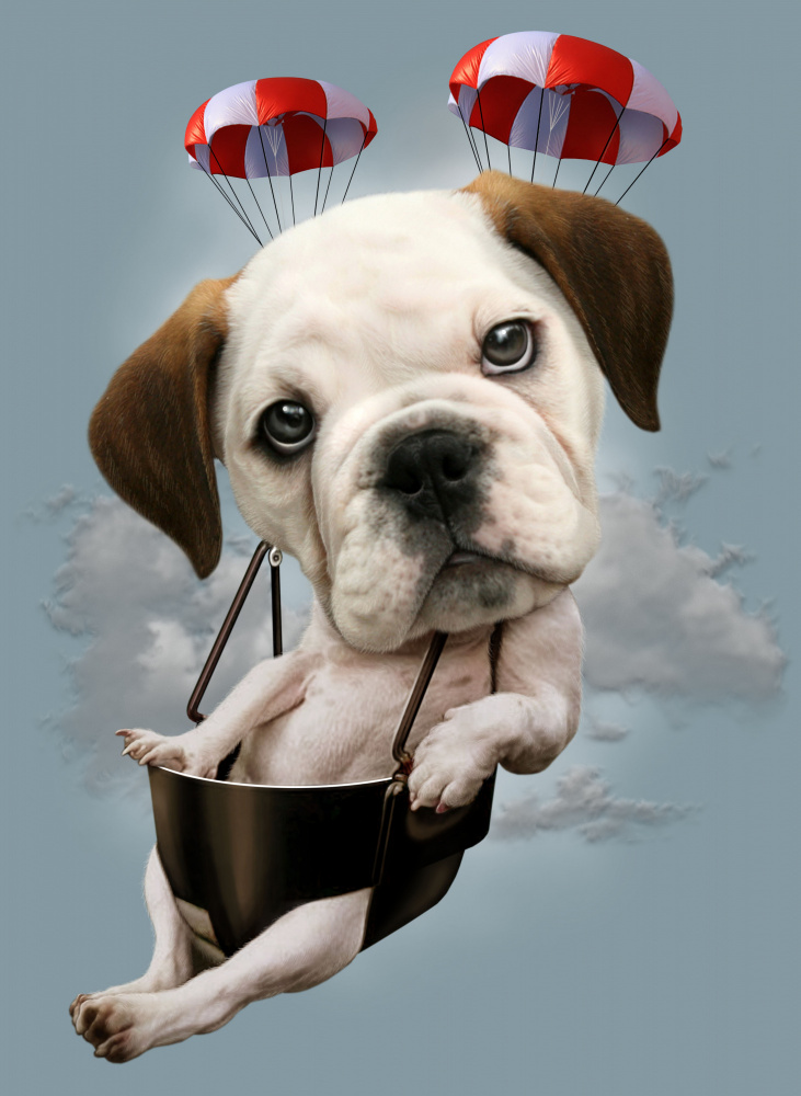 puppy on parachute od Adam Lawless