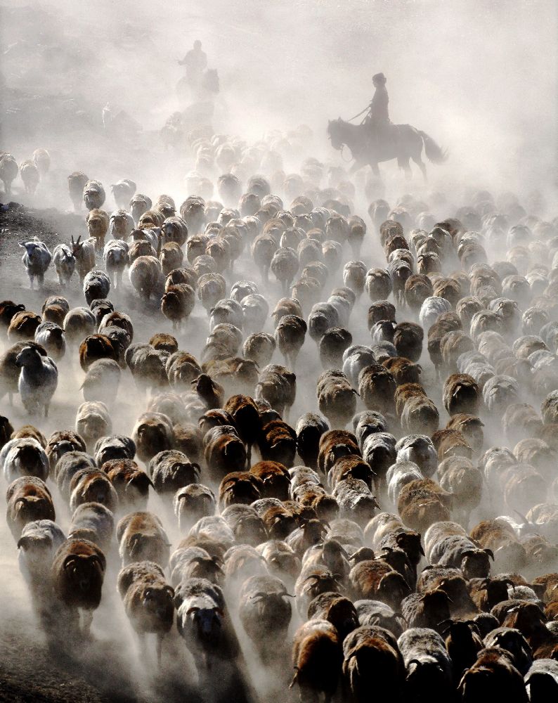 The Great Migration of China od Adam Wong