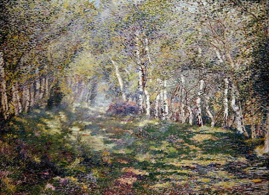 Silver Birches (oil on canvas) od Adriaan Josef Heymans