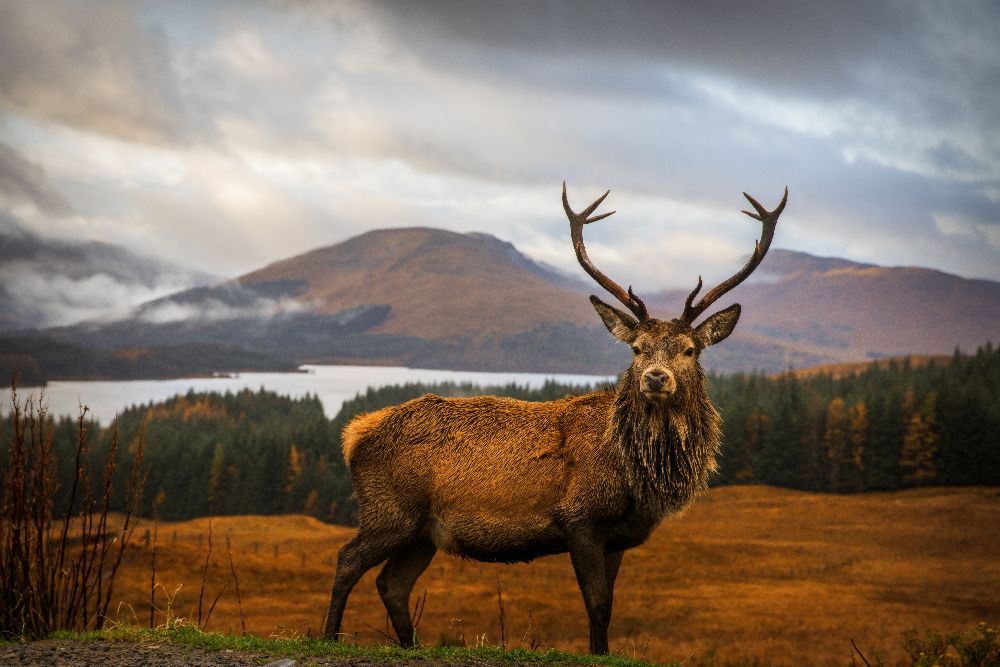 Scottish Stag od Adrian Popan