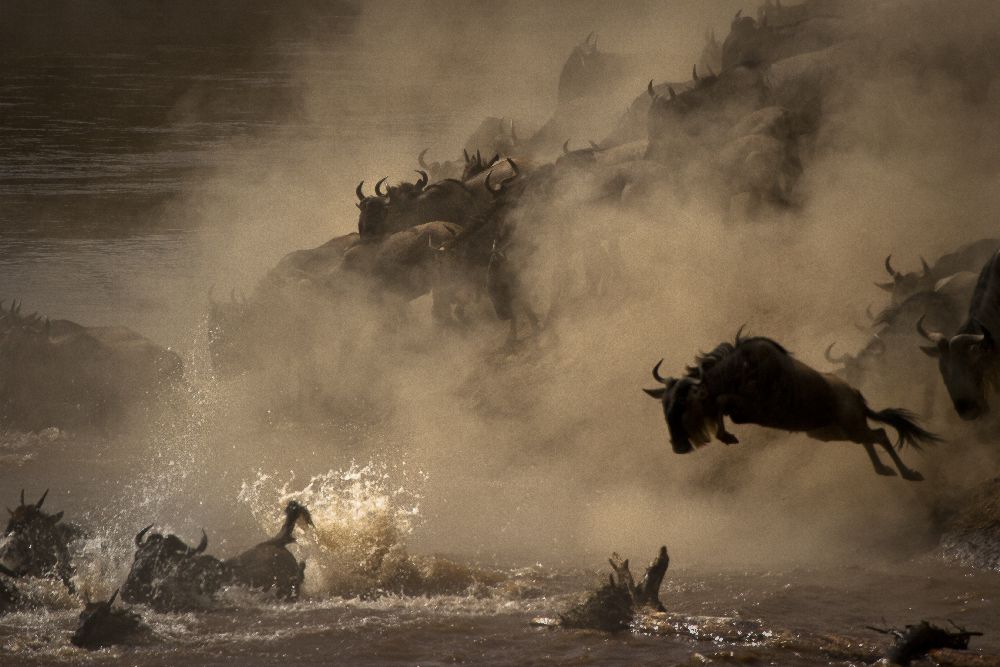 The Great Wildebeest Migration od Adrian Wray