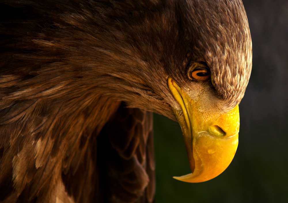 Eagle pursues prey od Adriana K.H.