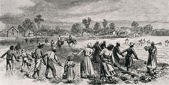 Labour in the Cotton Fields, Hoeing the Young Plants, illustration from ''Harper''s Weekly'', 1867,  od (after) Alfred R. Waud