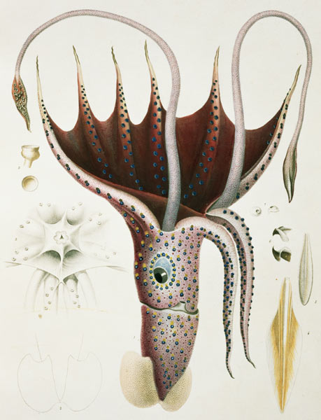 Squid, Pl.2 from ''Histoire Naturelle Generale et Particuliere des Cephalopodes Acetabuliferes'', pu od (after) Antoine Chazal