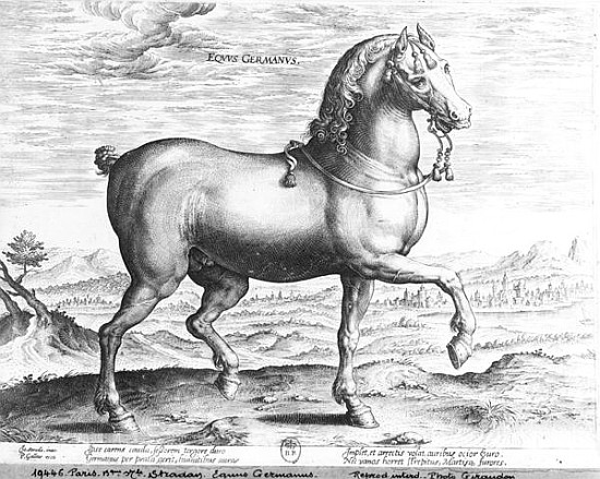 Equus Germanus od (after) Jan van der (Joannes Stradanus) Straet