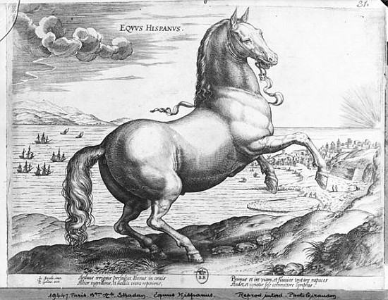 Equus Hispanus od (after) Jan van der (Joannes Stradanus) Straet