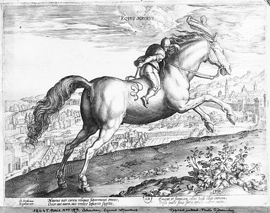 Equus Maurus od (after) Jan van der (Joannes Stradanus) Straet