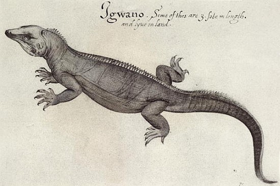 Iguana od (after) John White
