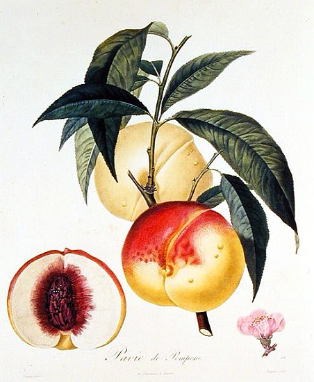 Pavie de Pompone; engraved by Bouquet od (after) Pierre Antoine Poiteau