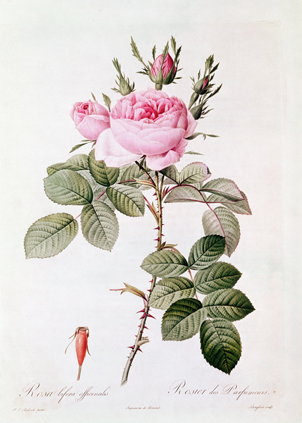 Rosa Bifera Officinalis, from ''Les Roses'' Claude Antoine Thory (1757-1827) ; engraved by Eustache  od (after) Pierre Joseph Redoute