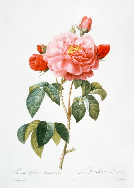 Rosa Gallica Aurelianensis; engraved by Eustache Hyacinthe Langlois (1777-1837) od (after) Pierre Joseph Redoute