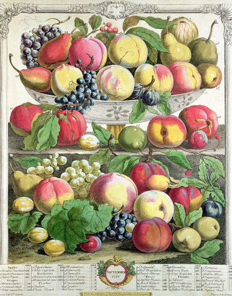 September, from ''Twelve Months of Fruits'', Robert Furber (c.1674-1756) ; engraved by  Henry Fletch od (after) Pieter Casteels