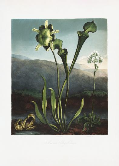 American Bog Plants from The Temple of Flora (1807)