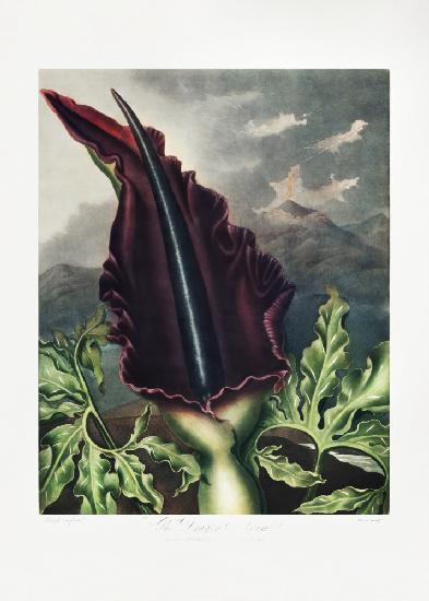 The Dragon Arum from The Temple of Flora (1807)