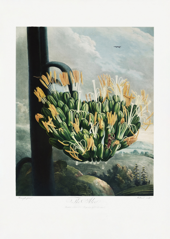 The Aloe from The Temple of Flora (1807) od (after) Robert John Thornton