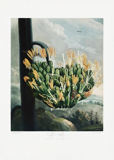The Aloe from The Temple of Flora (1807)