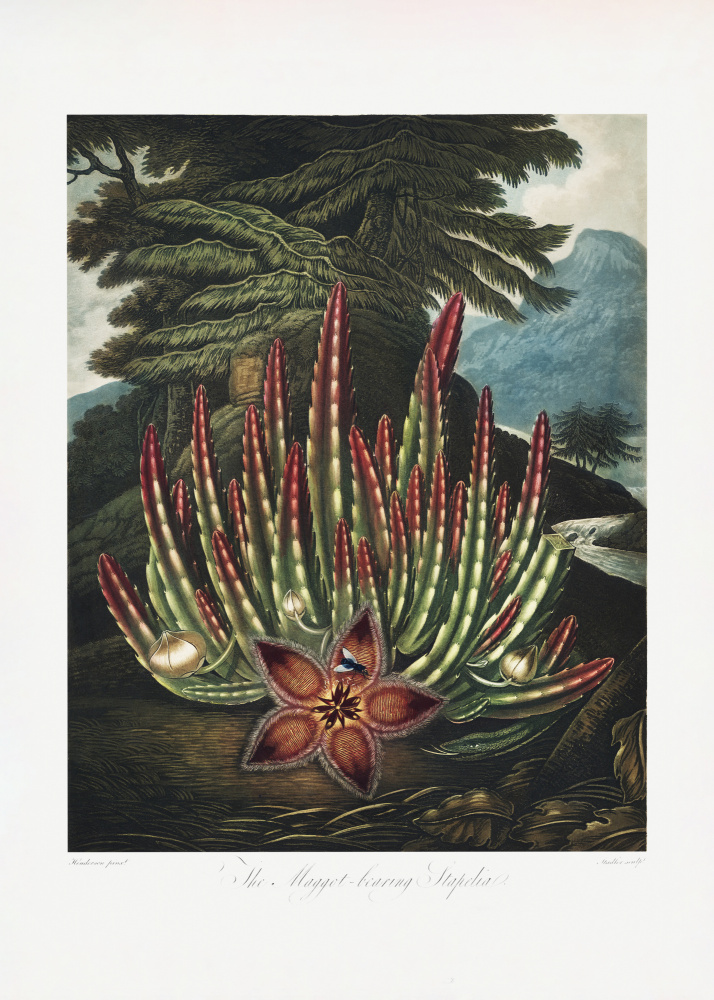 The Maggot–Bearing Stapelia from The Temple of Flora (1807) od (after) Robert John Thornton