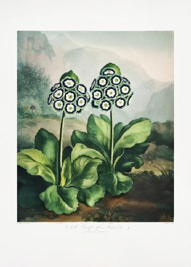 A Group of Auriculas from The Temple of Flora 2 (1807)