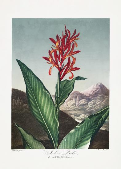 Indian Reed from The Temple of Flora (1807)