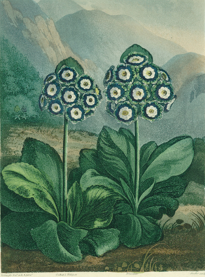 Primrose: Primula auricula, engraved by Sutherland, from Robert Thornton's "Temple of Flora" 1807, c od (after) Robert John Thornton