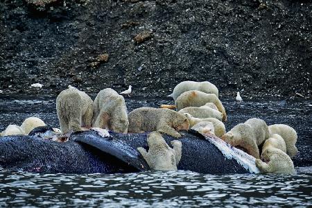 Great White Polar Bears feasting a whale carcass