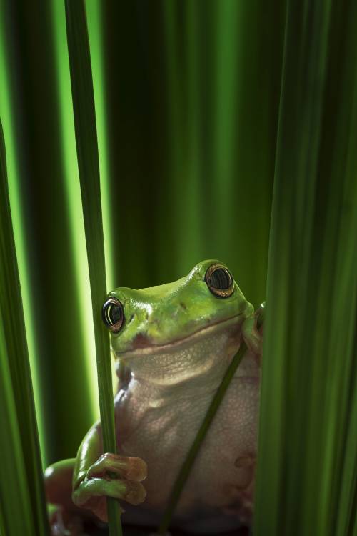 Green Frog od Ahmad Gafuri