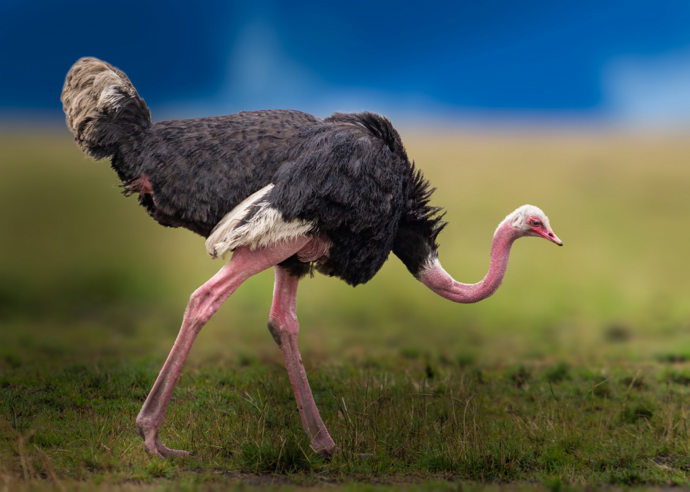 Common ostrich od Ahmed Elsheshtawy