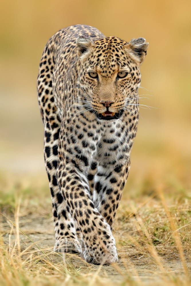leopard od Ahmed Elsheshtawy