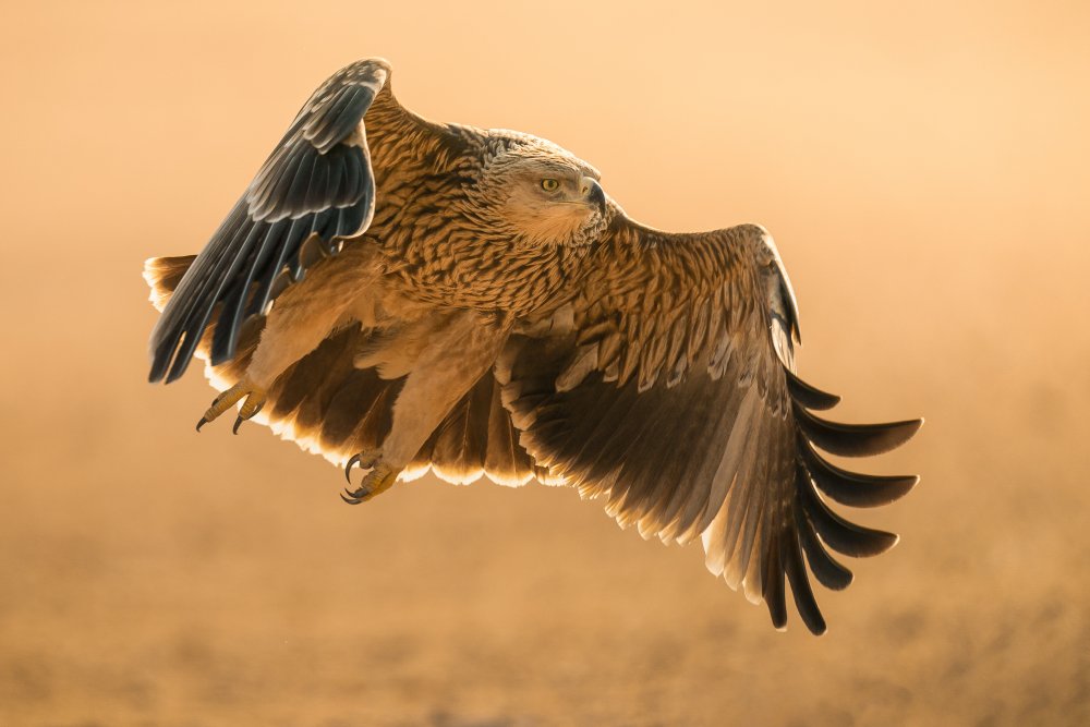Eastern Imperial Eagle od Ahmed Sobhi