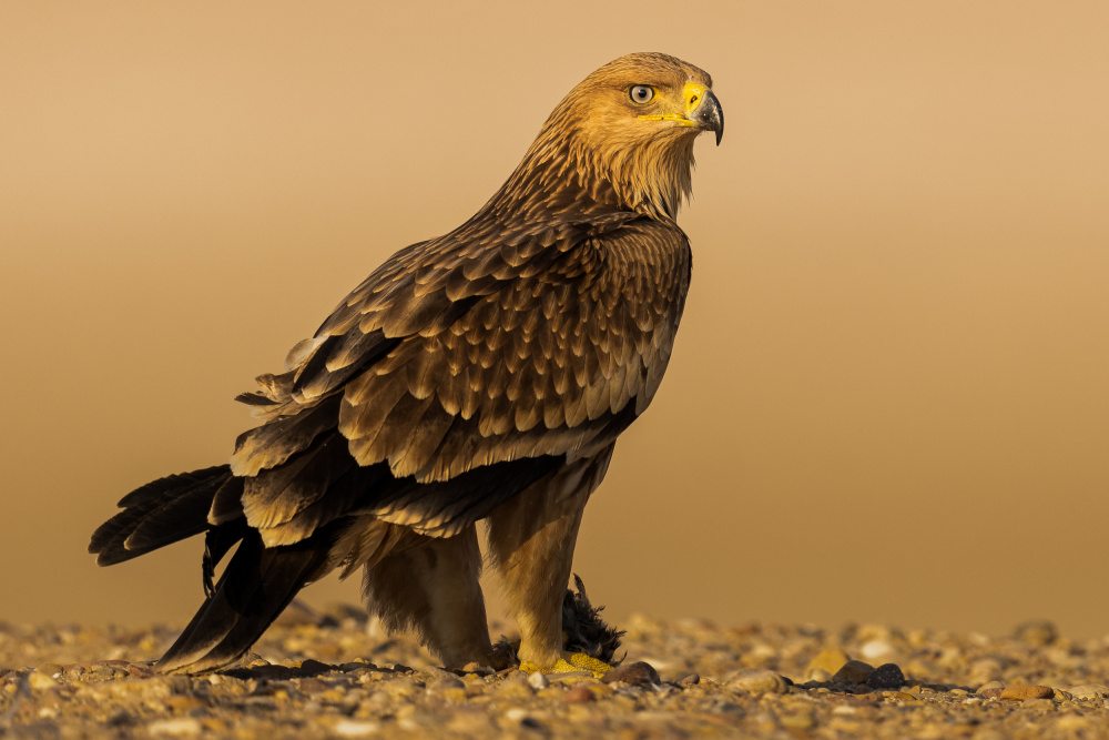 Eastern Imperial Eagle od Ahmed Sobhi