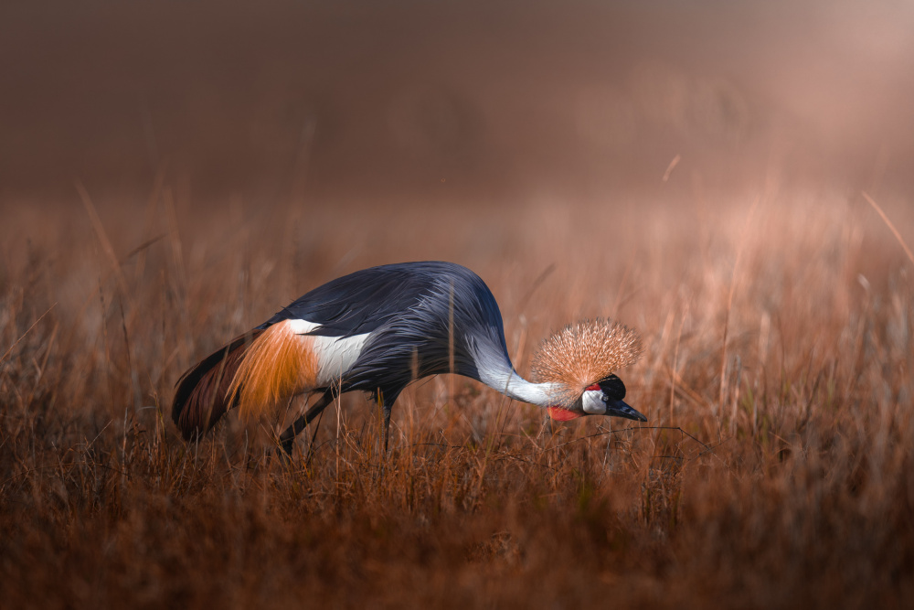 Black crowned crane od Ahmed Sobhi