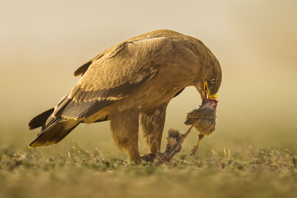 Steppe Eagle od Ahmed Sobhi