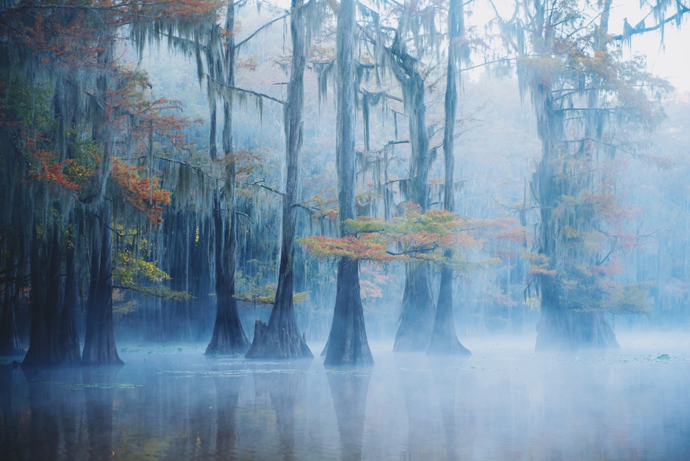 Foggy Swamp Morning od Aijing H.